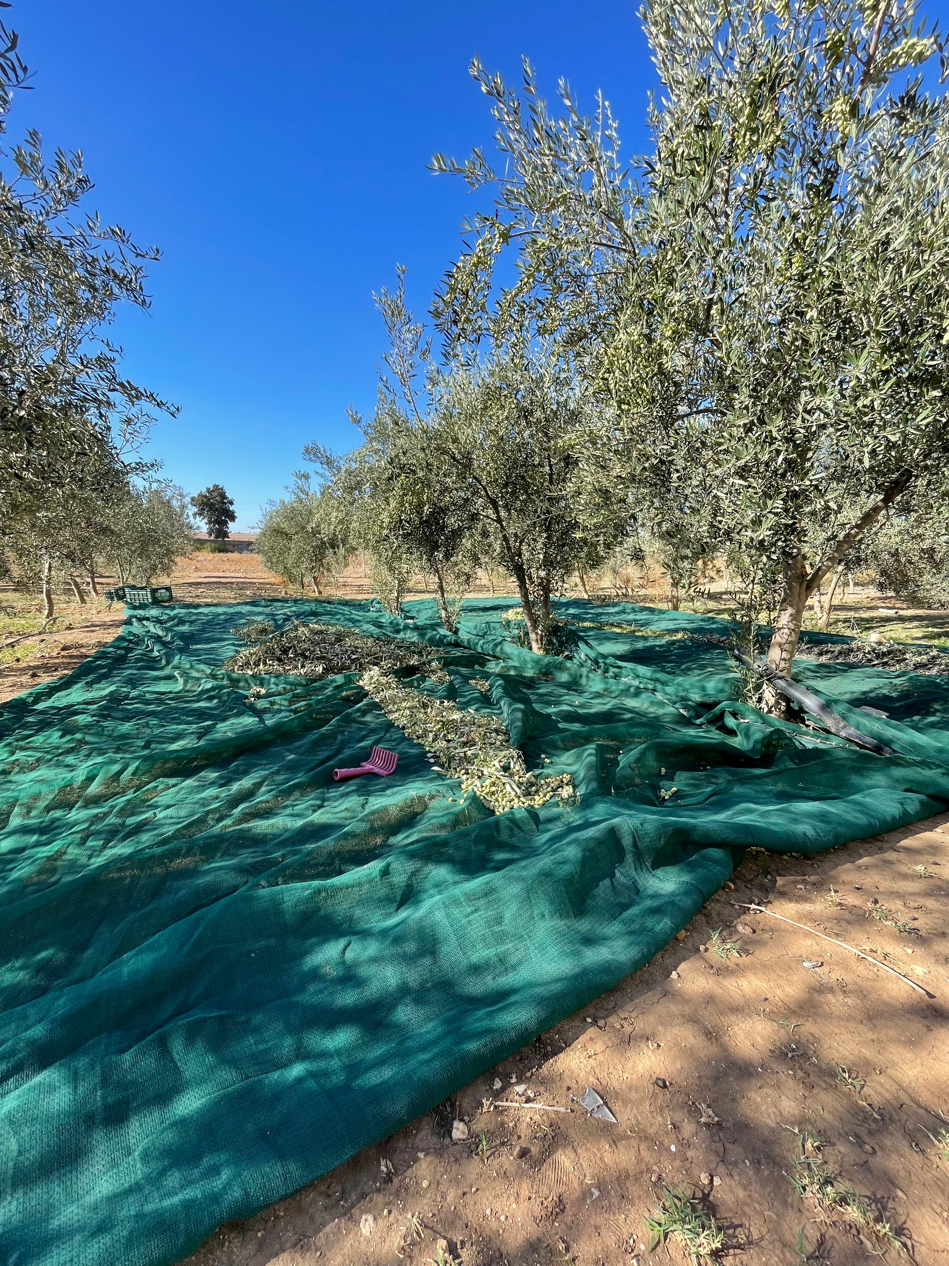 sur olive trees in tunisia